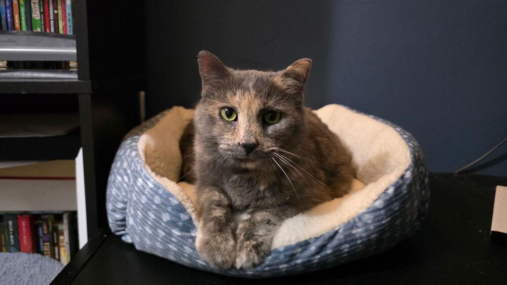 Enlarge Ash, a Adoptable Domestic Short Hair in Dayton, OH image 3/5