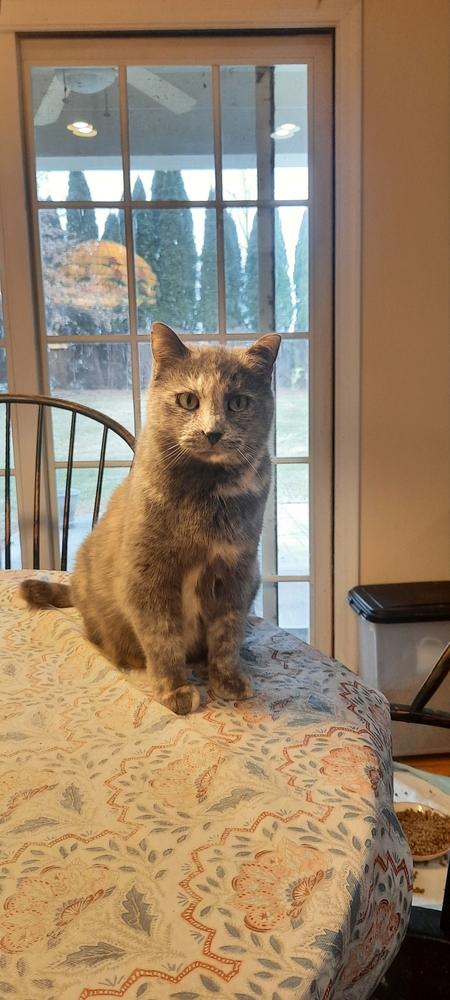 Enlarge Ash, a Adoptable Domestic Short Hair in Dayton, OH image 3/4