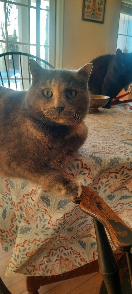 Enlarge Ash, a Adoptable Domestic Short Hair in Dayton, OH image 4/4