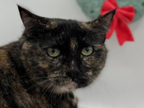 Charcoal, Adoptable, Adult Female Domestic Short Hair.