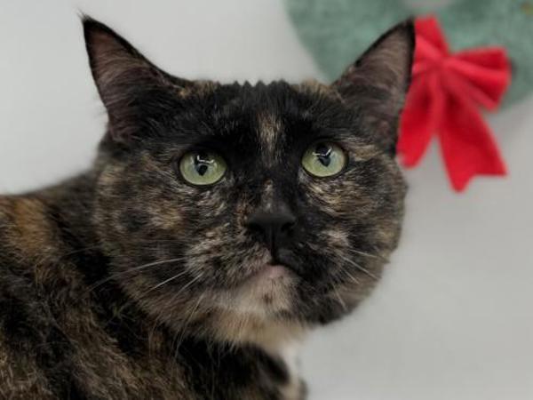 Enlarge Charcoal, a Adoptable mixed breed in Portland, OR image 2/2