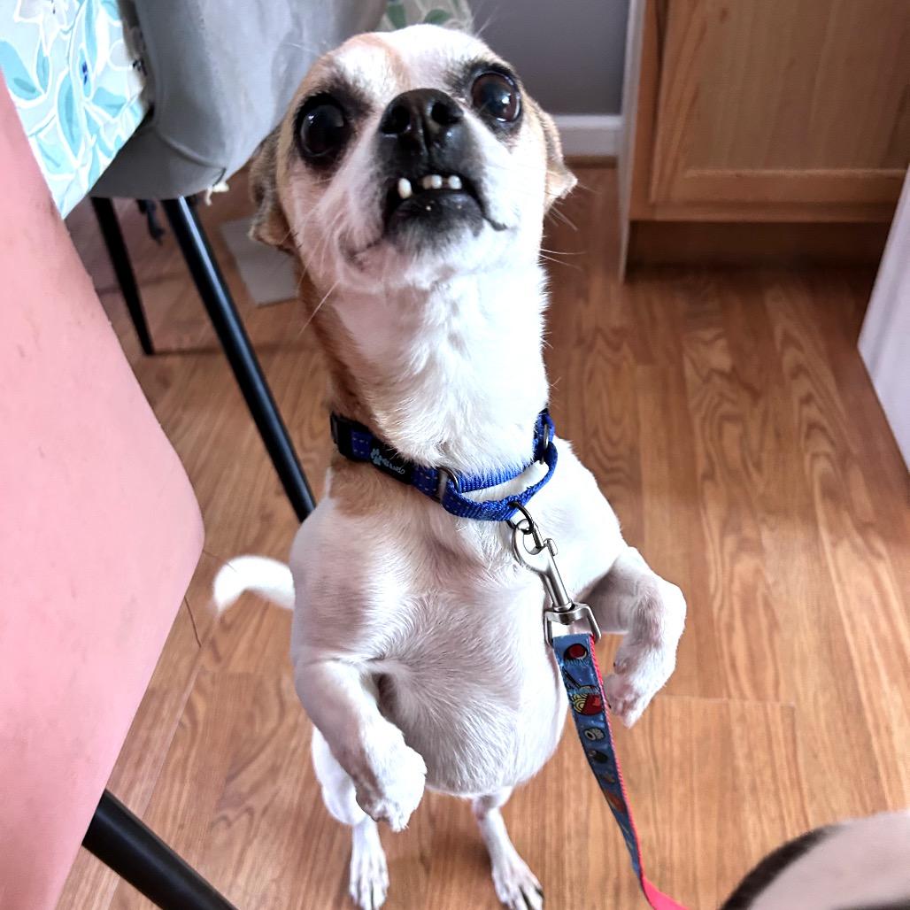 Enlarge Mighty Mite, a Adoptable Chihuahua in Fredericksburg, VA image 1/2