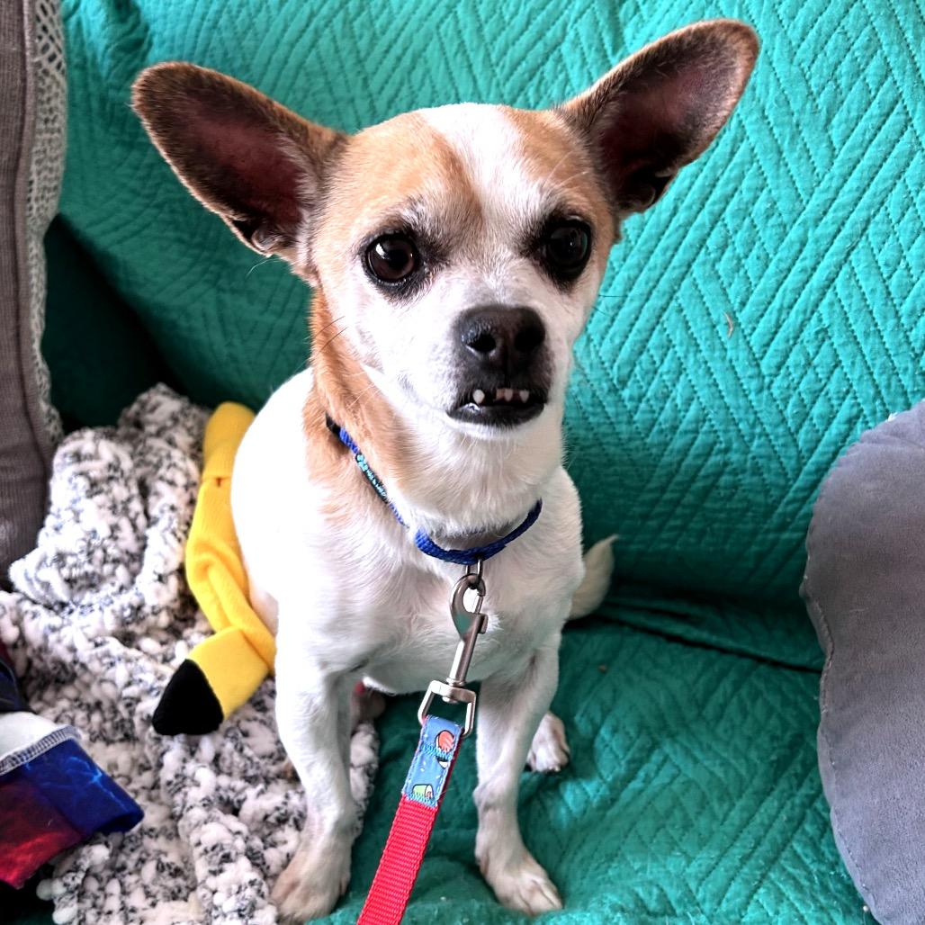 Enlarge Mighty Mite, a Adoptable Chihuahua in Fredericksburg, VA image 2/2