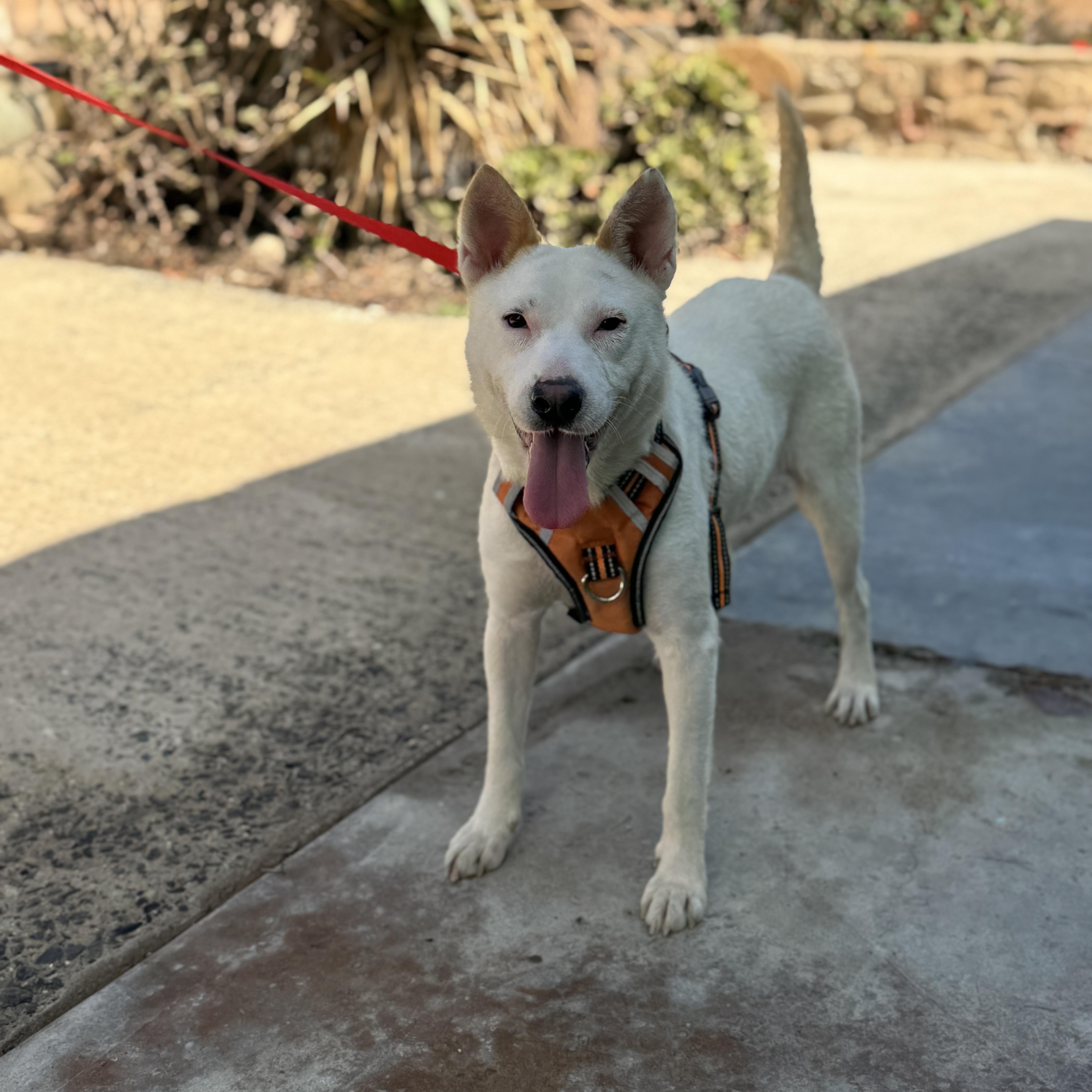 Enlarge Kragen, a Adoptable mixed breed in San Diego, CA image 3/3