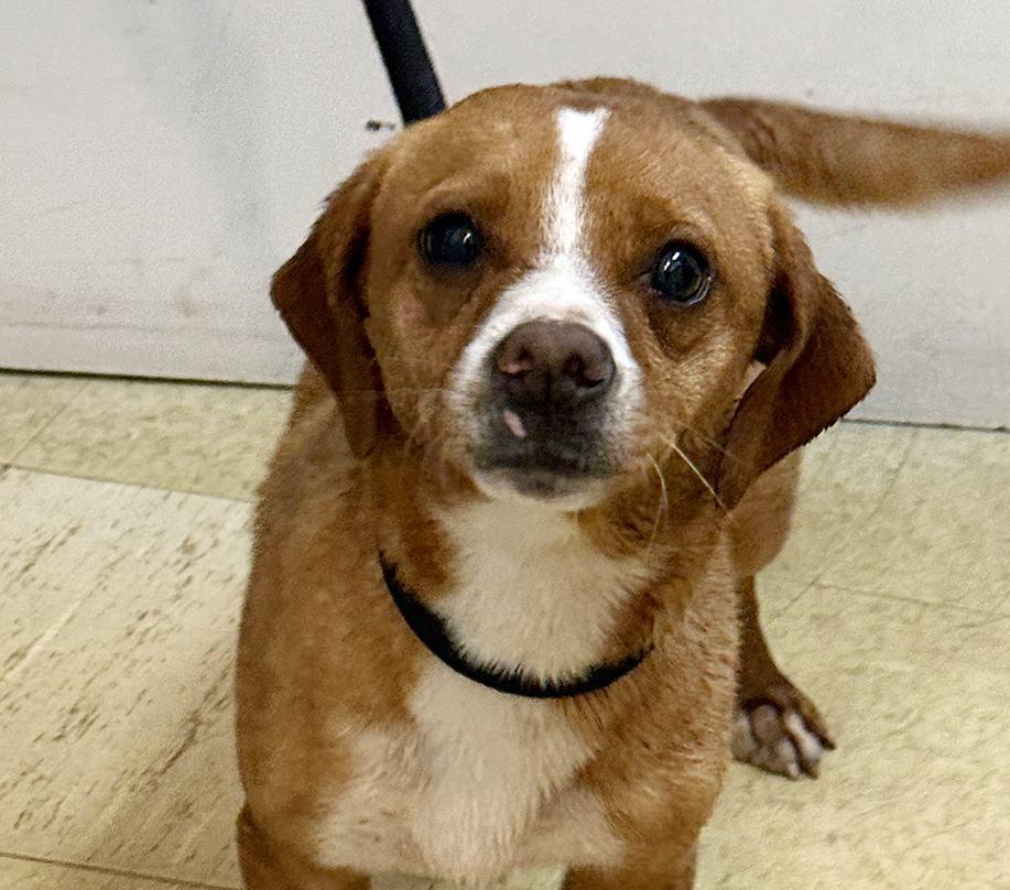 Enlarge Charlie, an adoptable mixed breed in Minneapolis, MN image 2/2