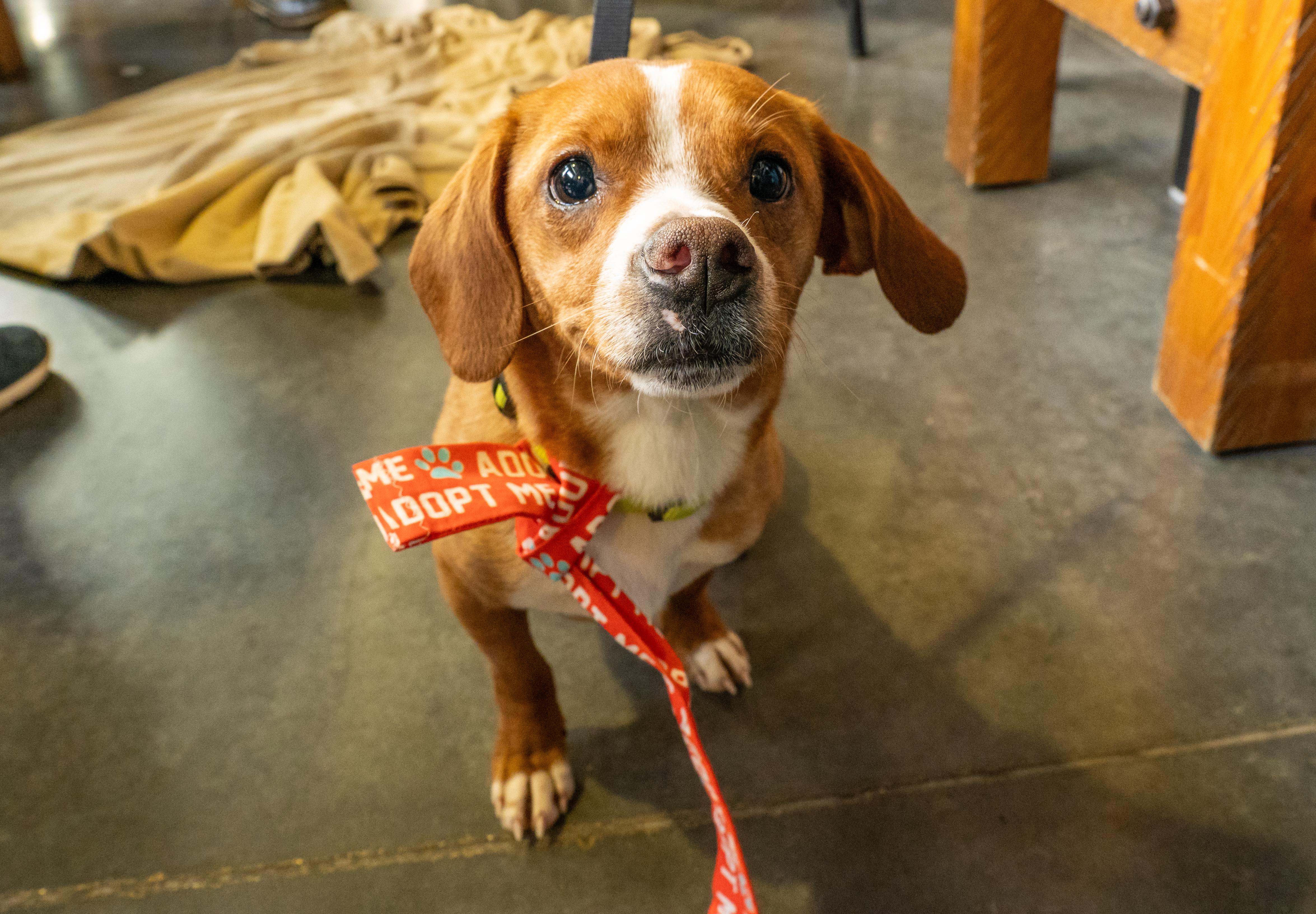 Charlie, adoptable, Young Male Beagle & Dachshund.