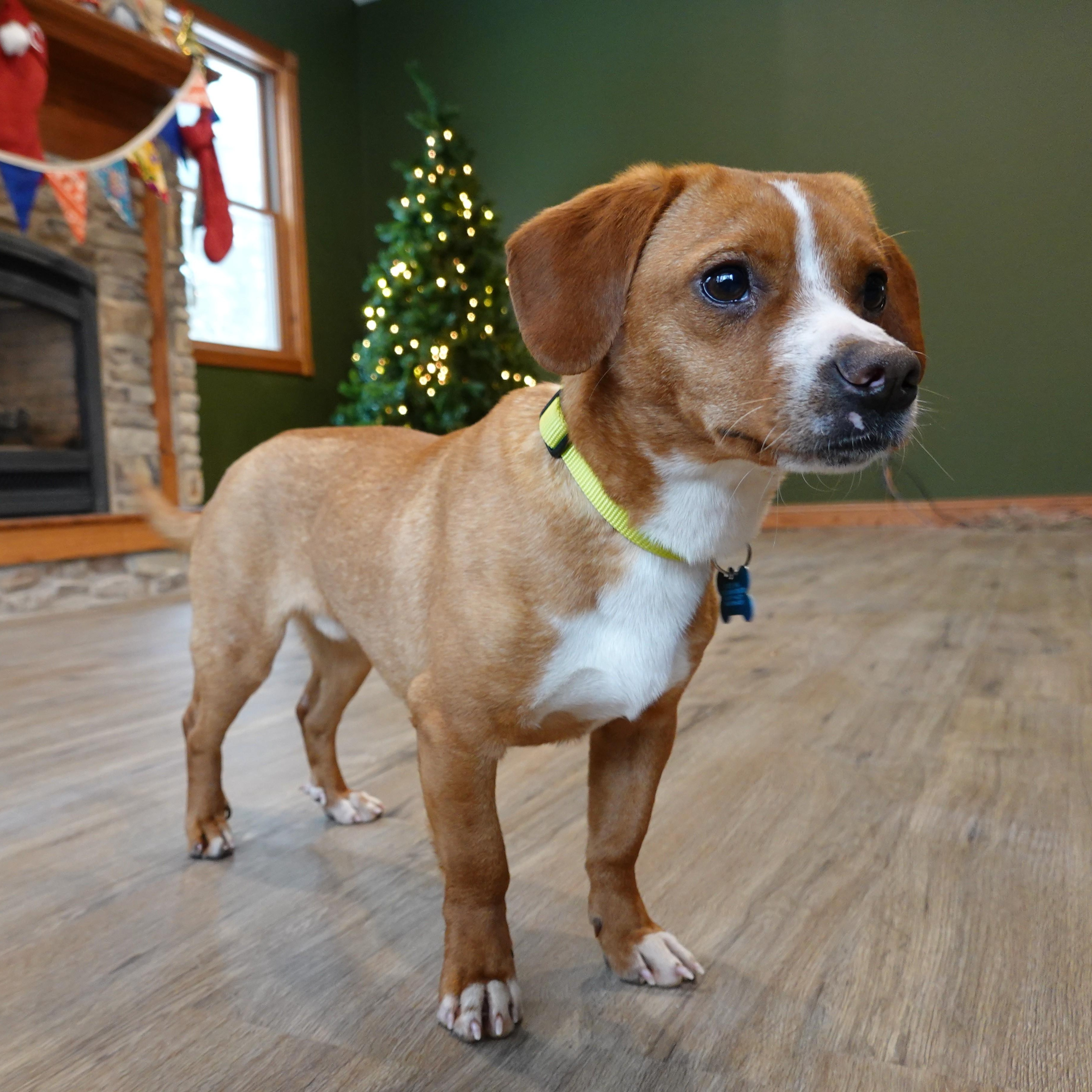 Charlie, adoptable, Young Male Beagle & Dachshund.