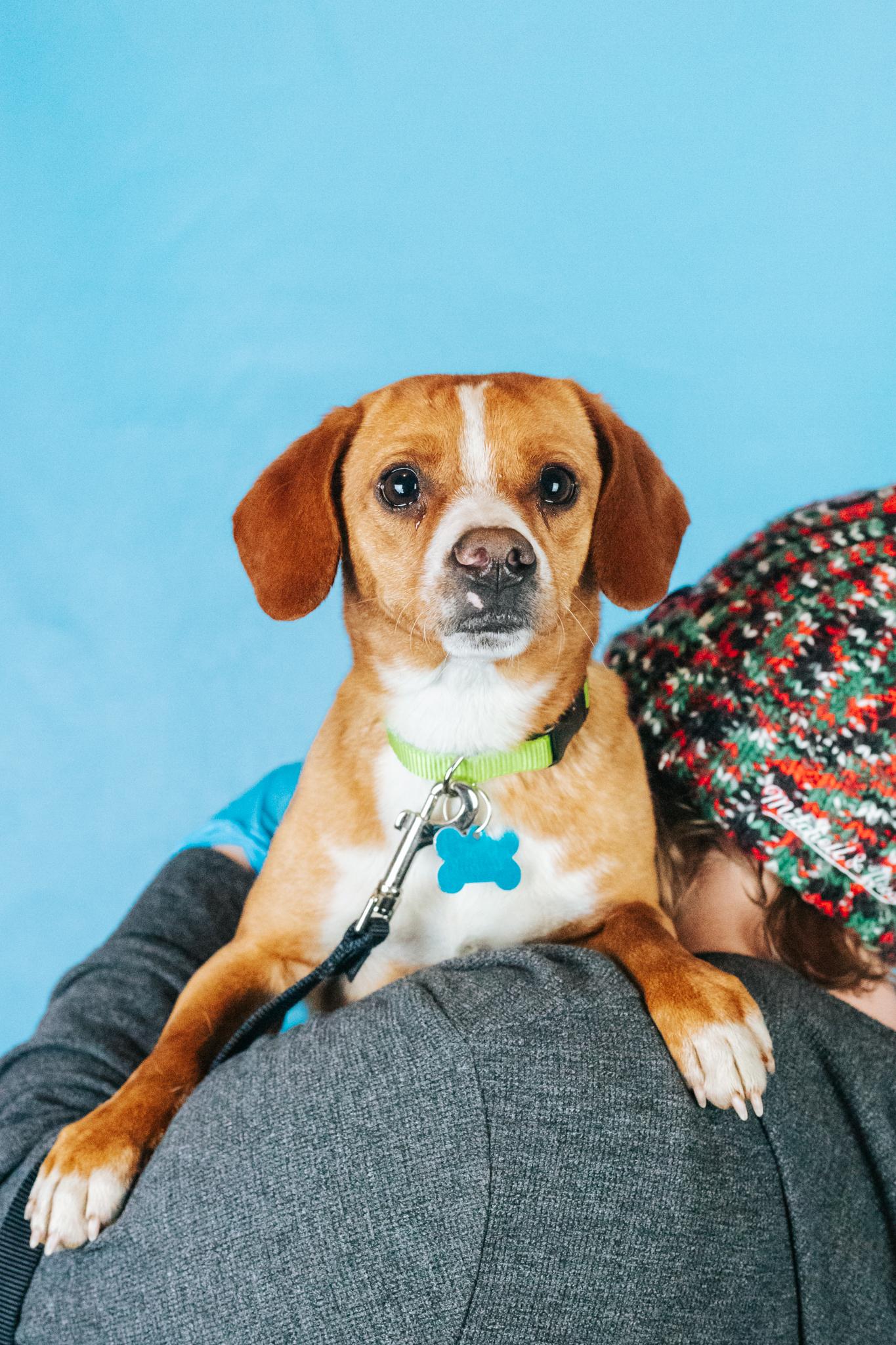 Enlarge Charlie, an adoptable mixed breed in Minneapolis, MN image 1/2