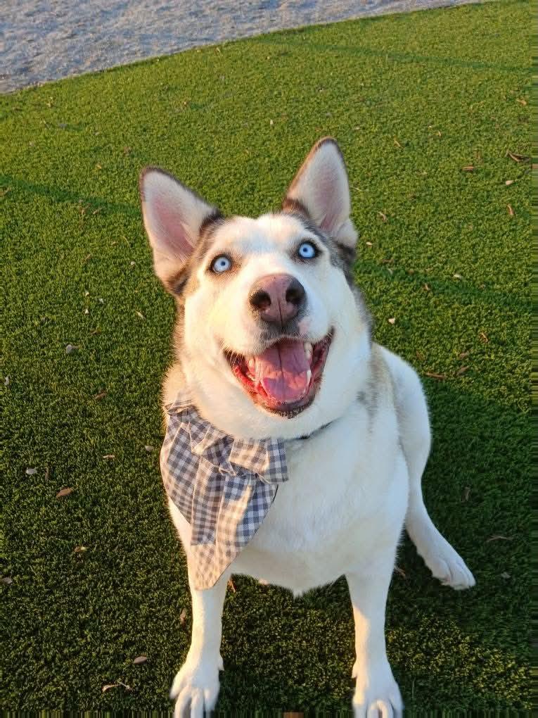 Enlarge China, a ADOPTABLE Siberian Husky in Burnaby, BC image 3/3