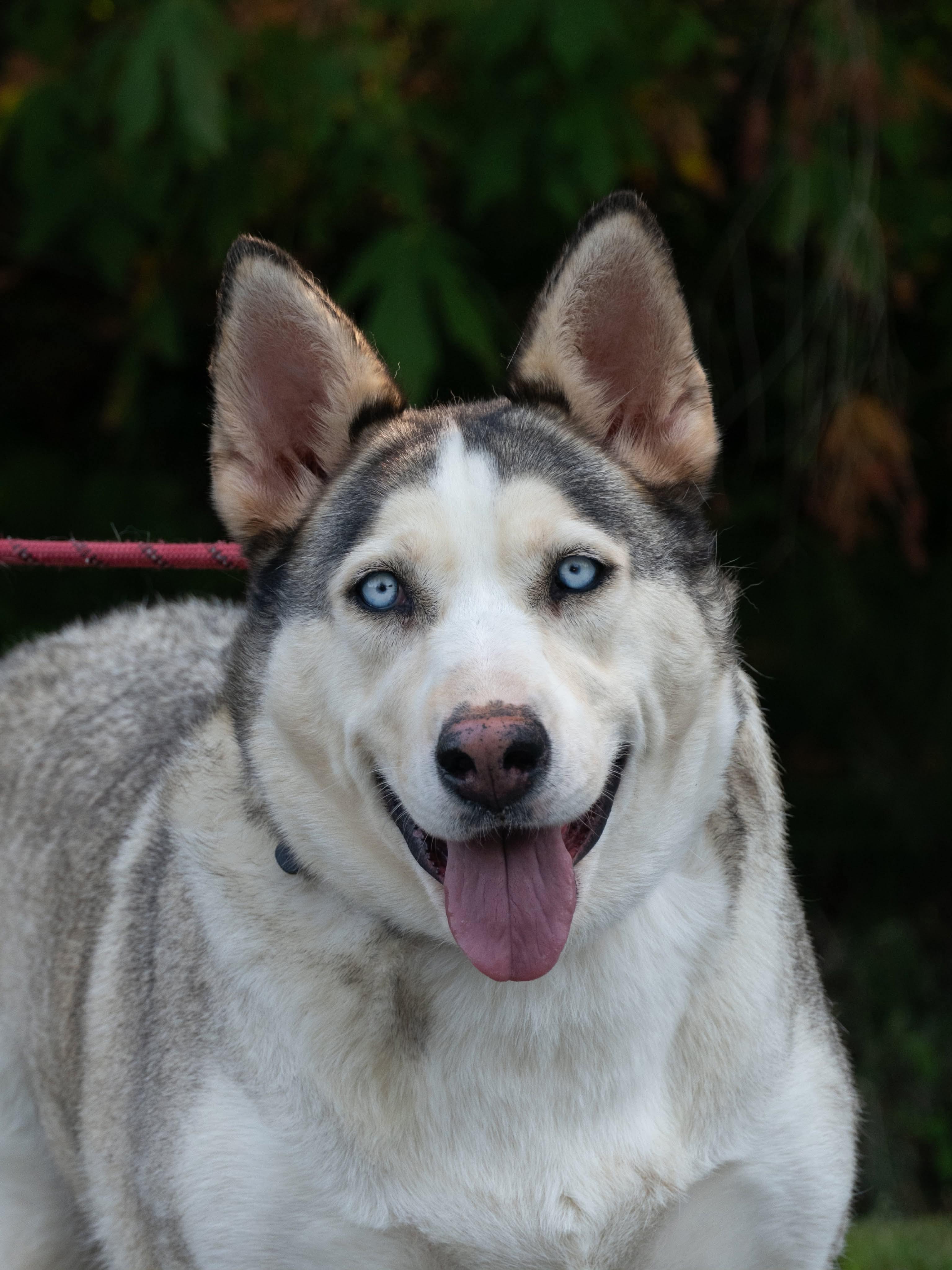 China, ADOPTABLE, Adult Female Siberian Husky.