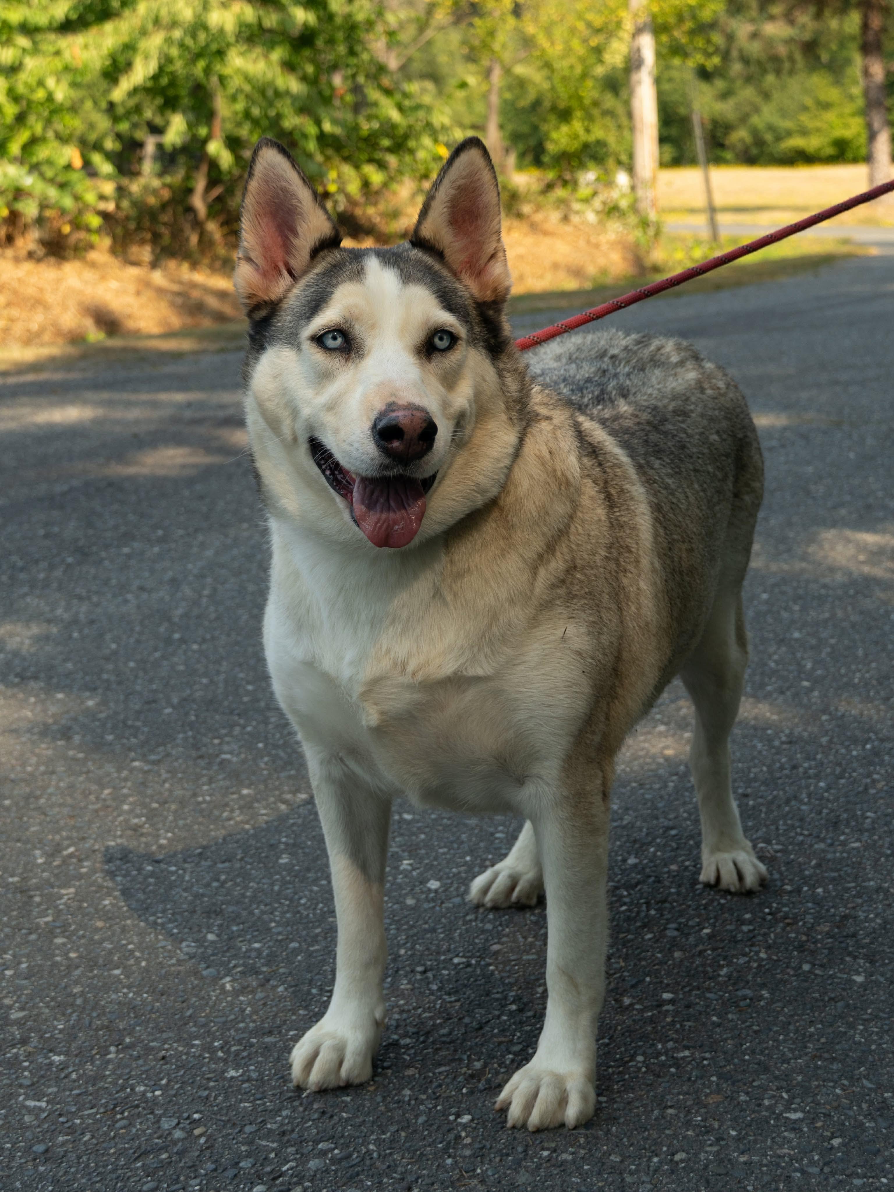 Enlarge China, a ADOPTABLE Siberian Husky in Burnaby, BC image 2/3