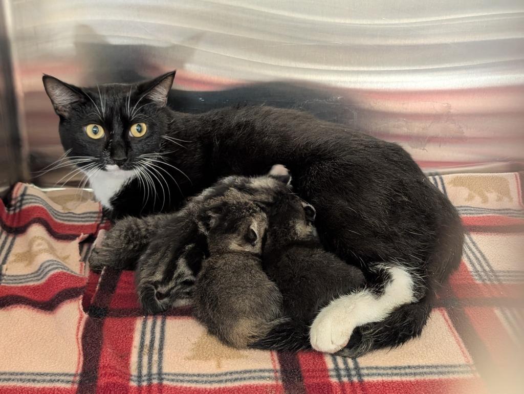 Toffee 1, Adoptable, Kitten Male Domestic Short Hair.