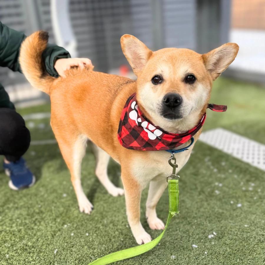 Enlarge Bell Pepper 8828, a Adoptable Shepherd in Nashville, TN image 1/1