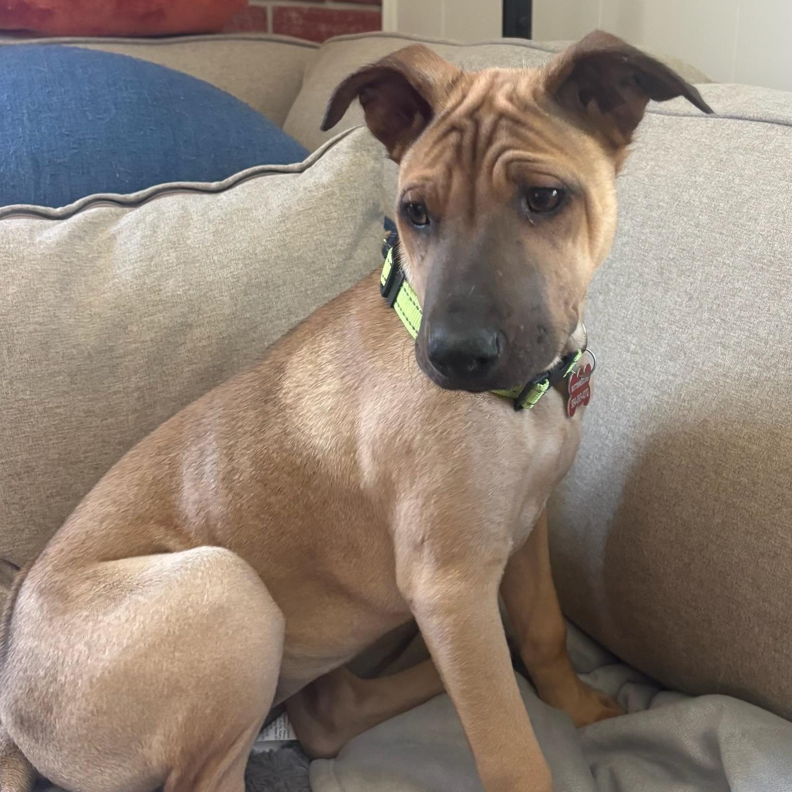 Tonka, adopted, Puppy Female Shepherd & Border Collie.
