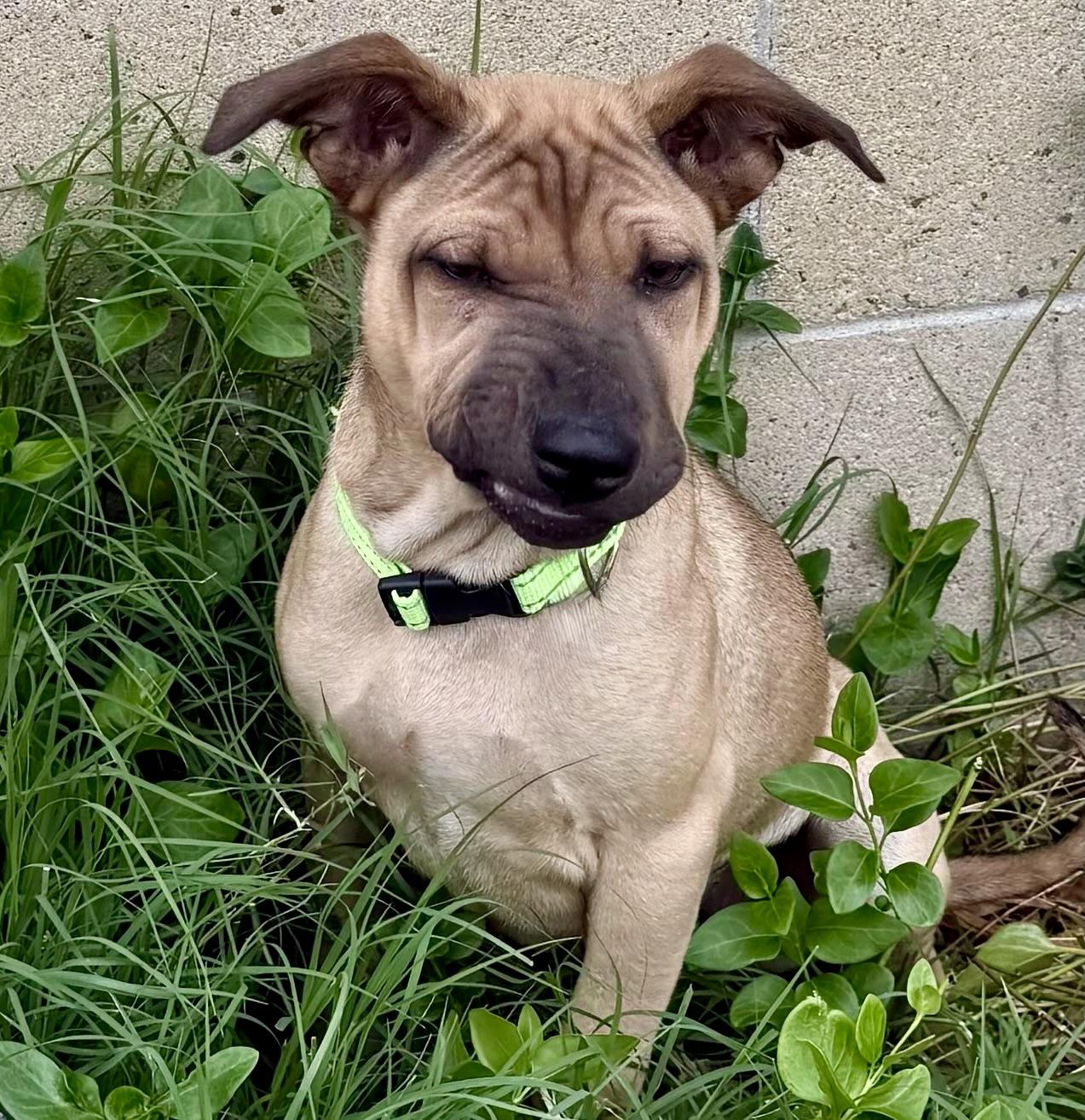 Enlarge Tonka, an adopted mixed breed in Newport Beach, CA image 3/3