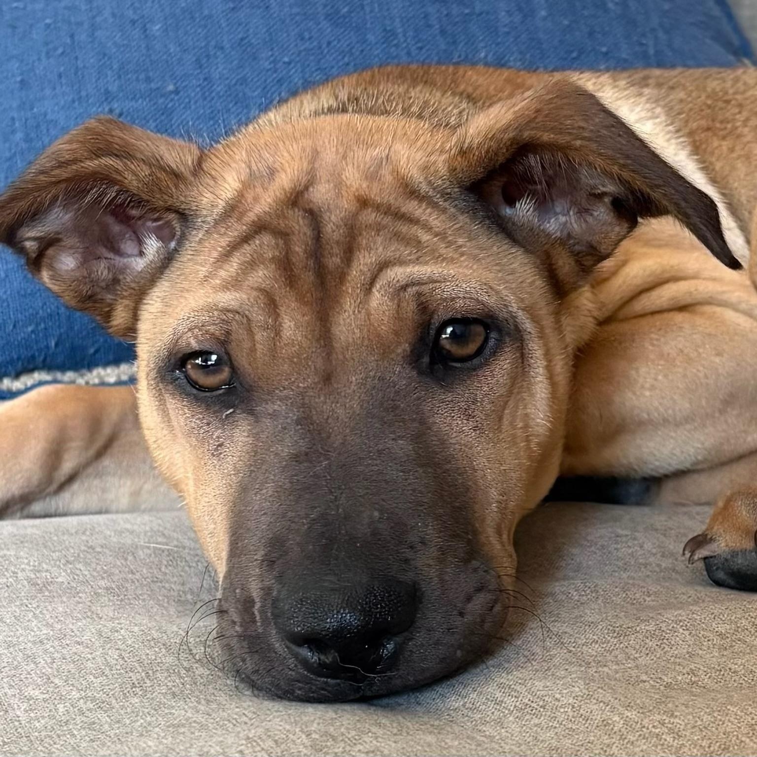 Enlarge Tonka, an adopted mixed breed in Newport Beach, CA image 2/3