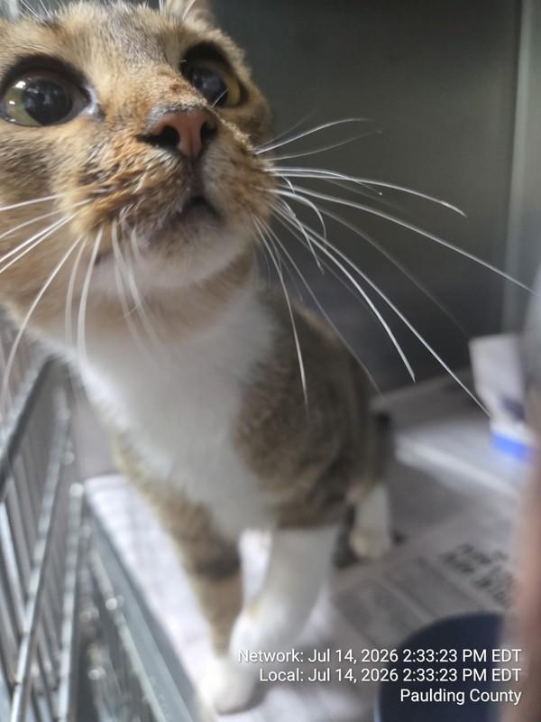 Enlarge 26-07-1988b Monica, a Adoptable mixed breed in Dallas, GA image 1/1