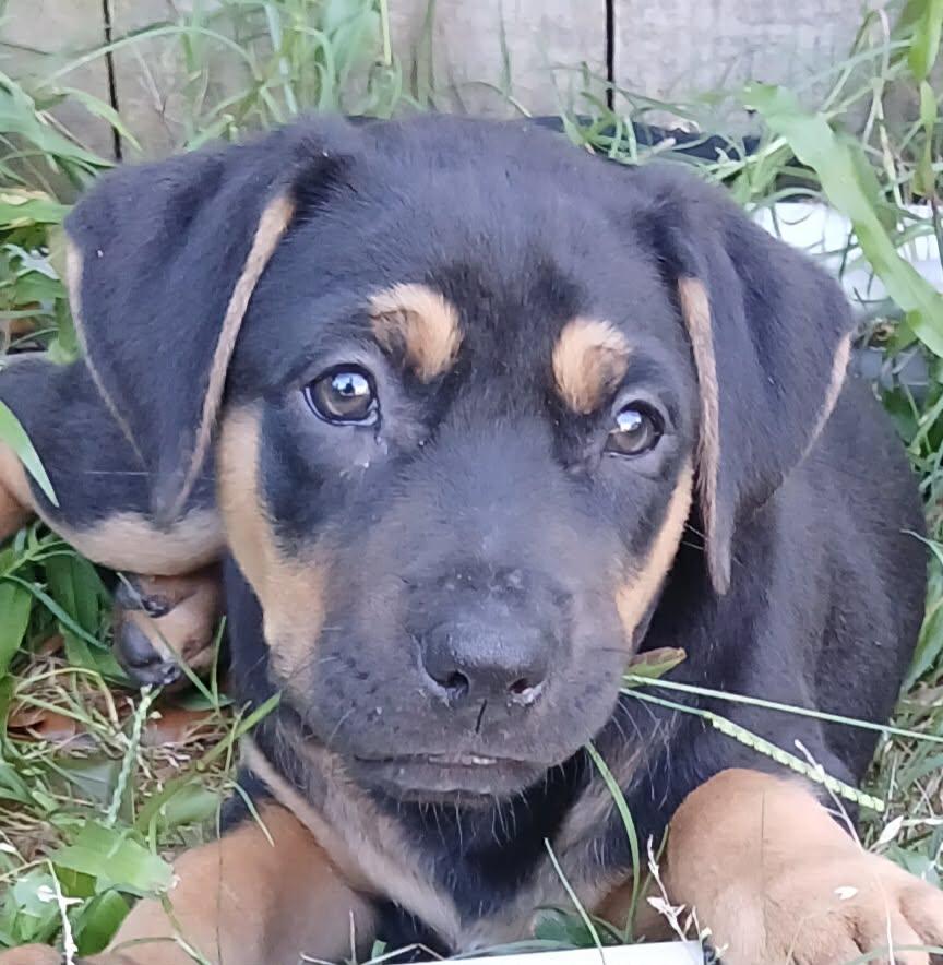 Melody, a ADOPTABLE mixed breed in Southington, CT image 1/5