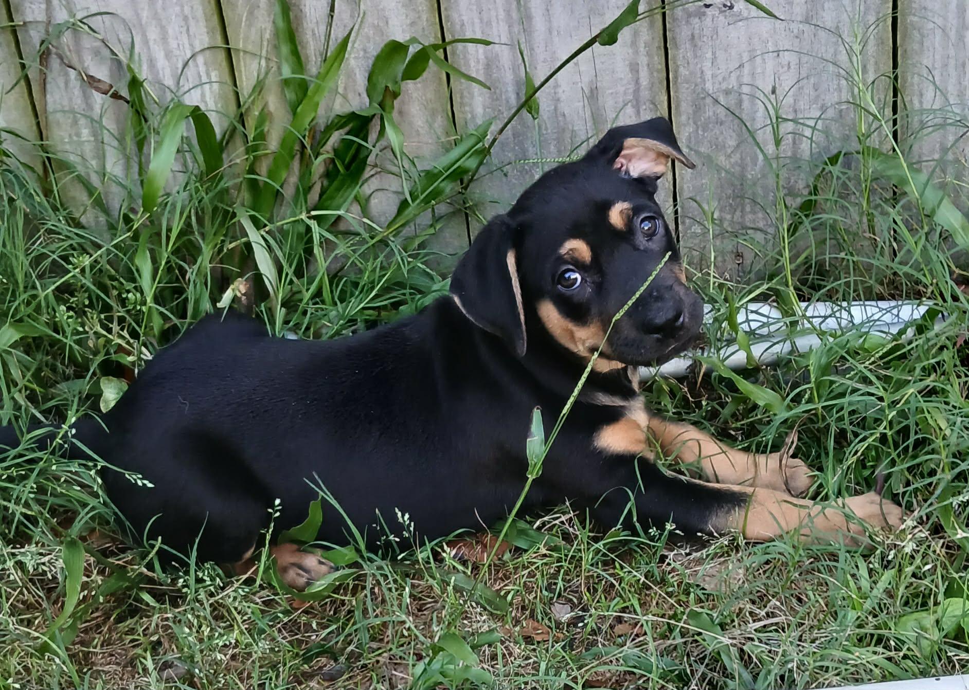 Melody, a ADOPTABLE mixed breed in Southington, CT image 2/5