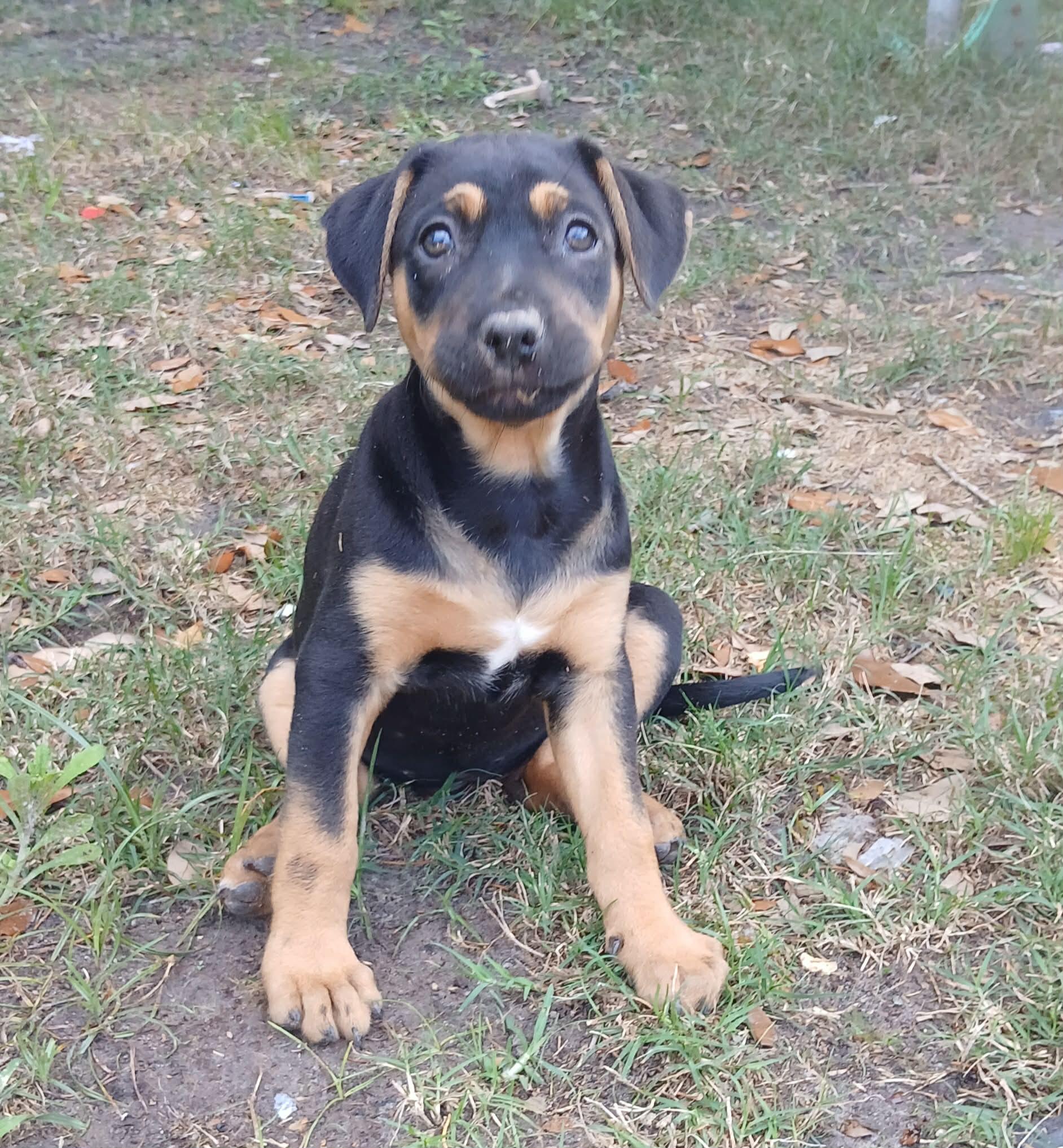 Melody, a ADOPTABLE mixed breed in Southington, CT image 3/5