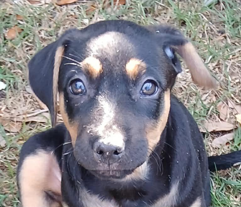 Melody, a ADOPTABLE mixed breed in Southington, CT image 4/5