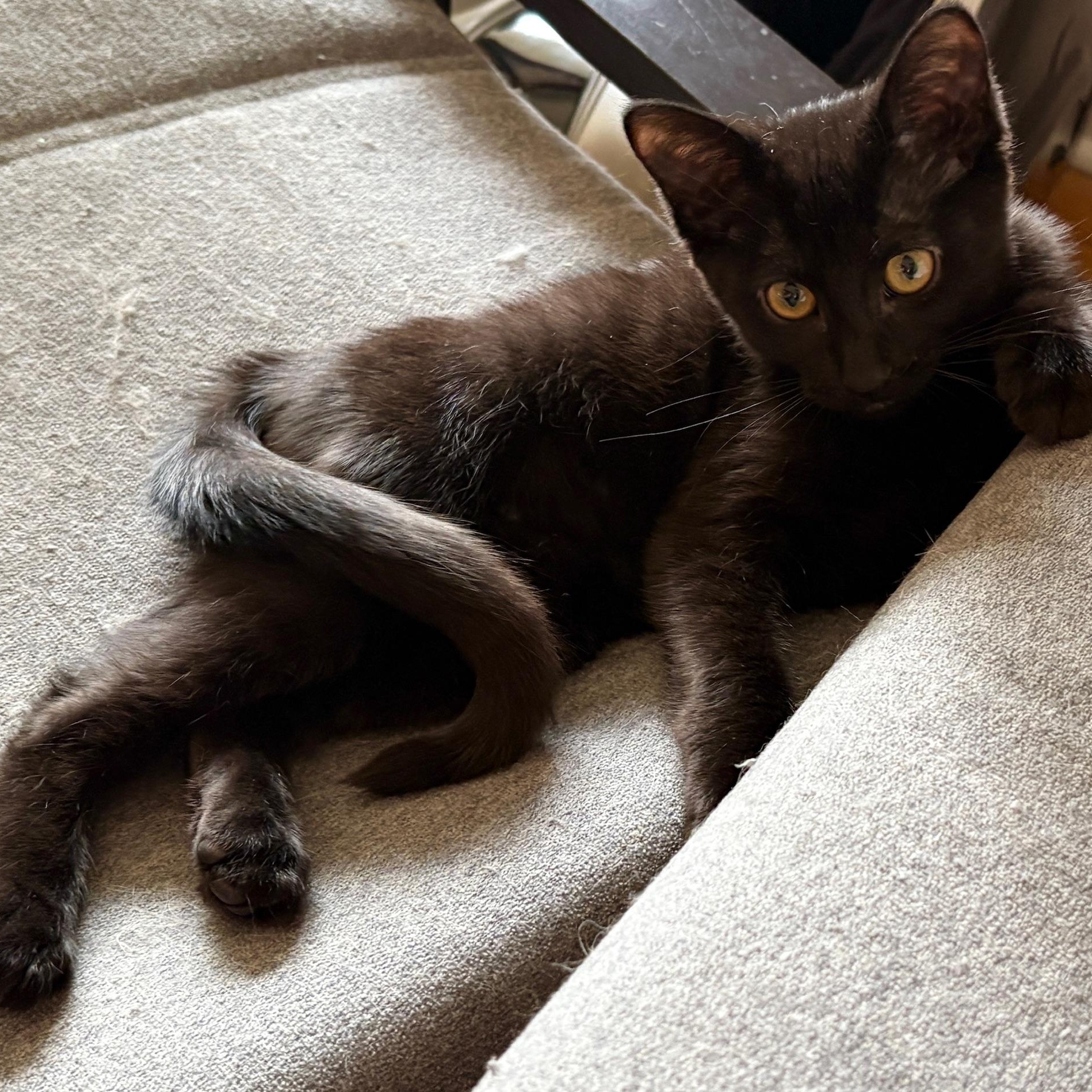 Mindy, Baby Female unknown