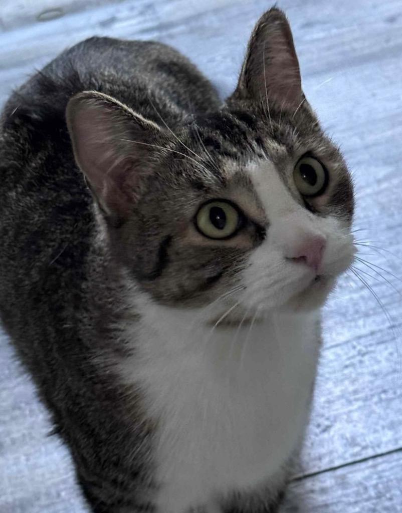 Enlarge Cranberry Sauce, a Adoptable mixed breed in Ewing, NJ image 1/1