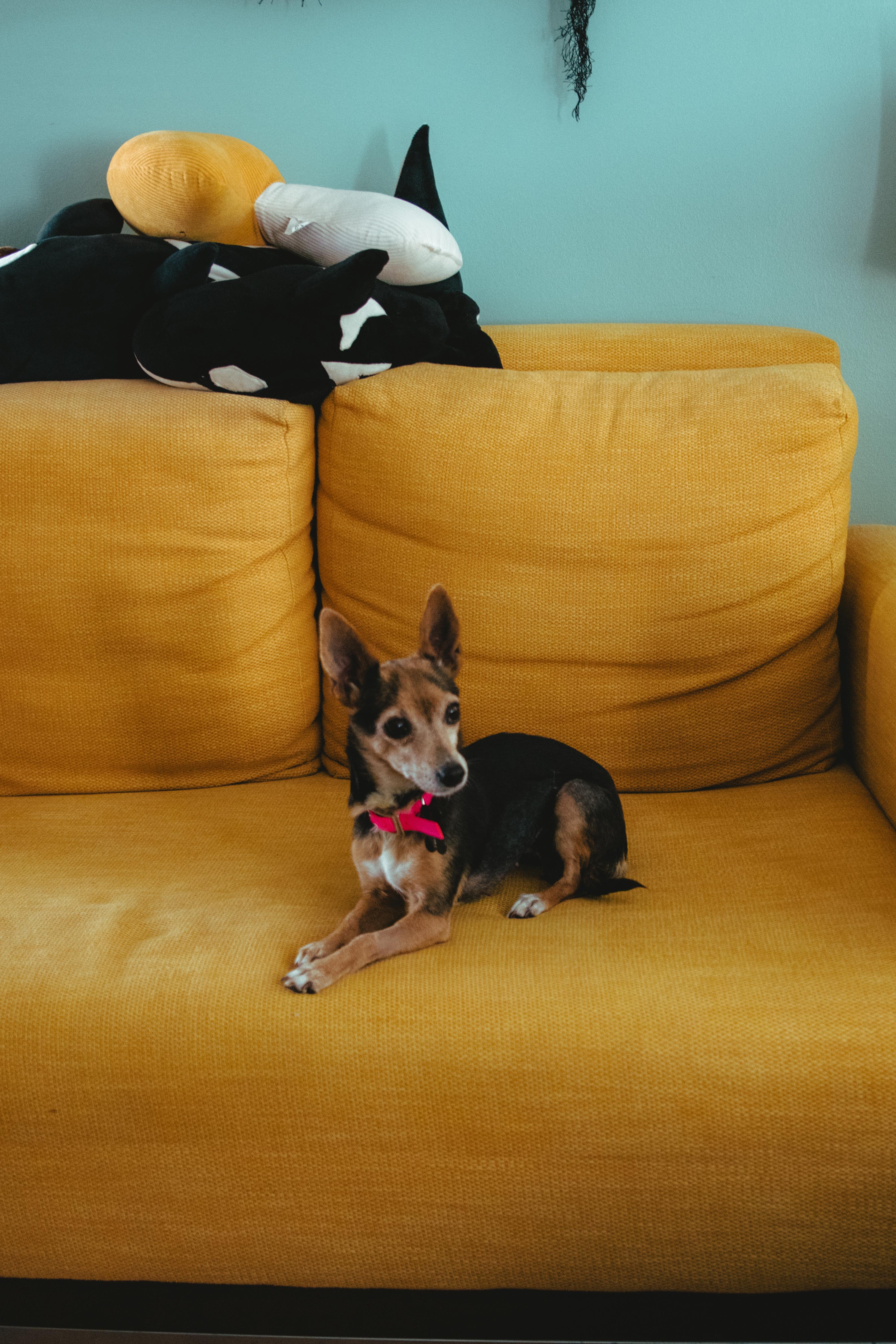 Giselle, a Adoptable mixed breed in West Hollywood, CA image 2/6