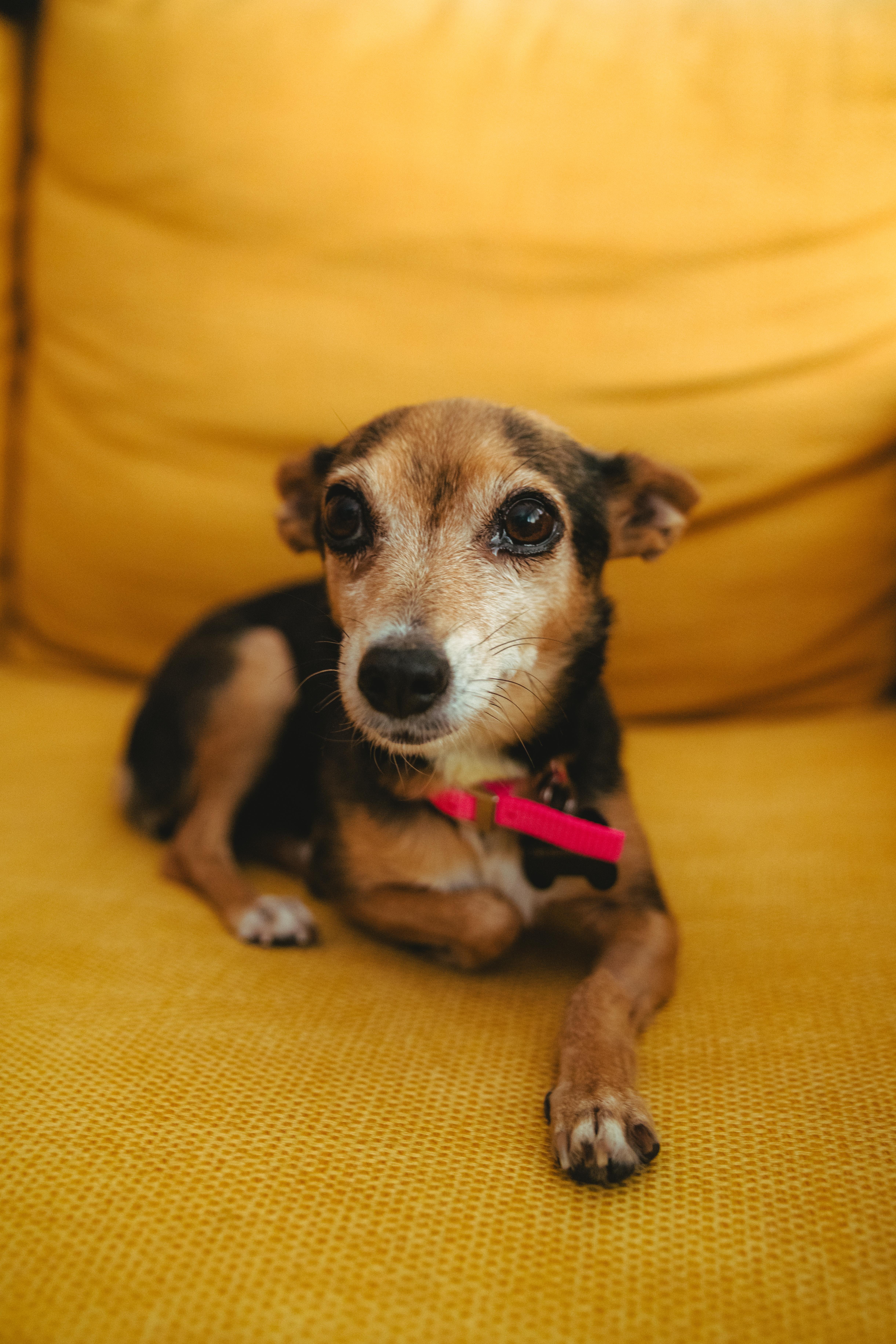 Giselle, a Adoptable mixed breed in West Hollywood, CA image 3/6