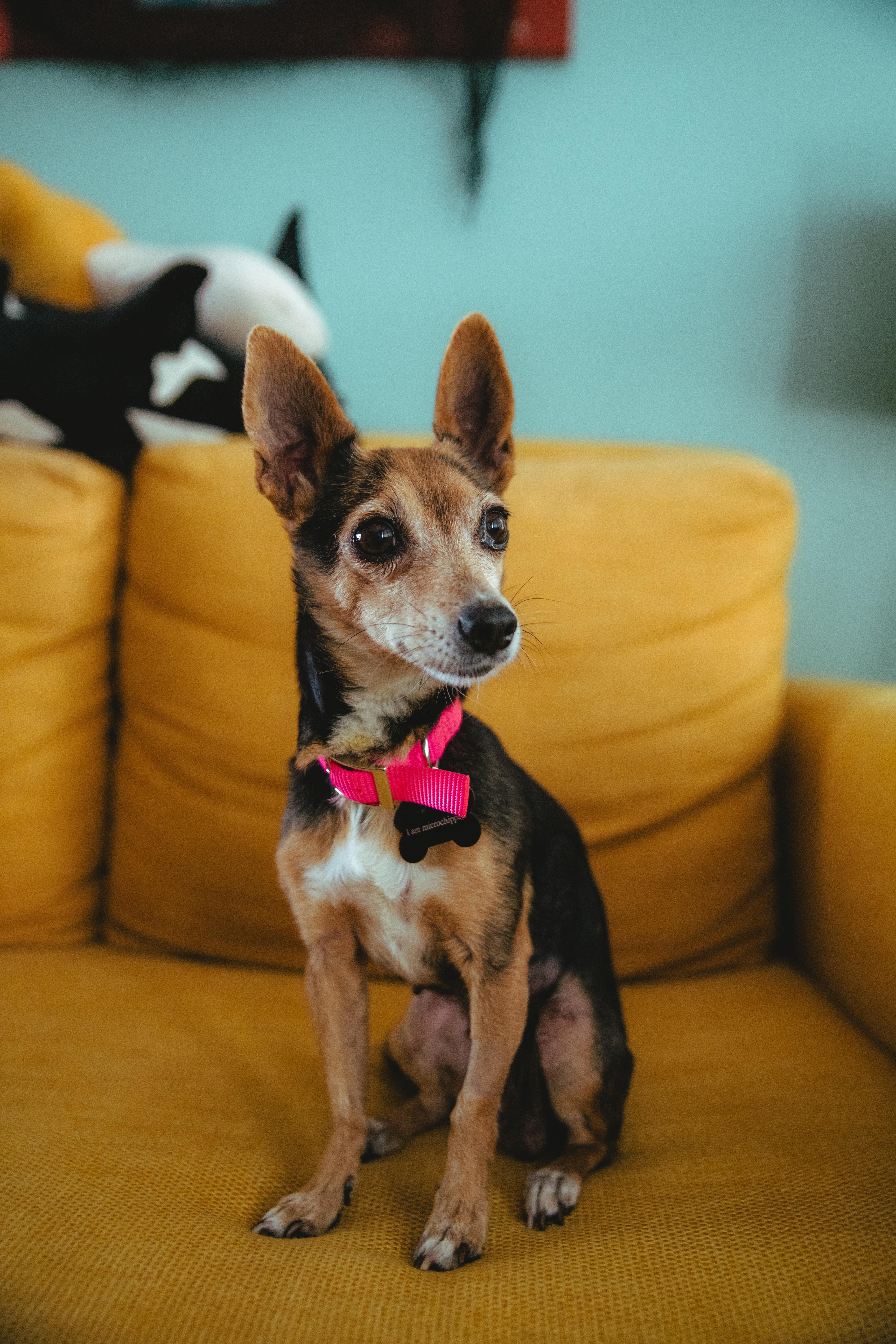 Giselle, Adoptable, Adult Female Terrier & Chihuahua.