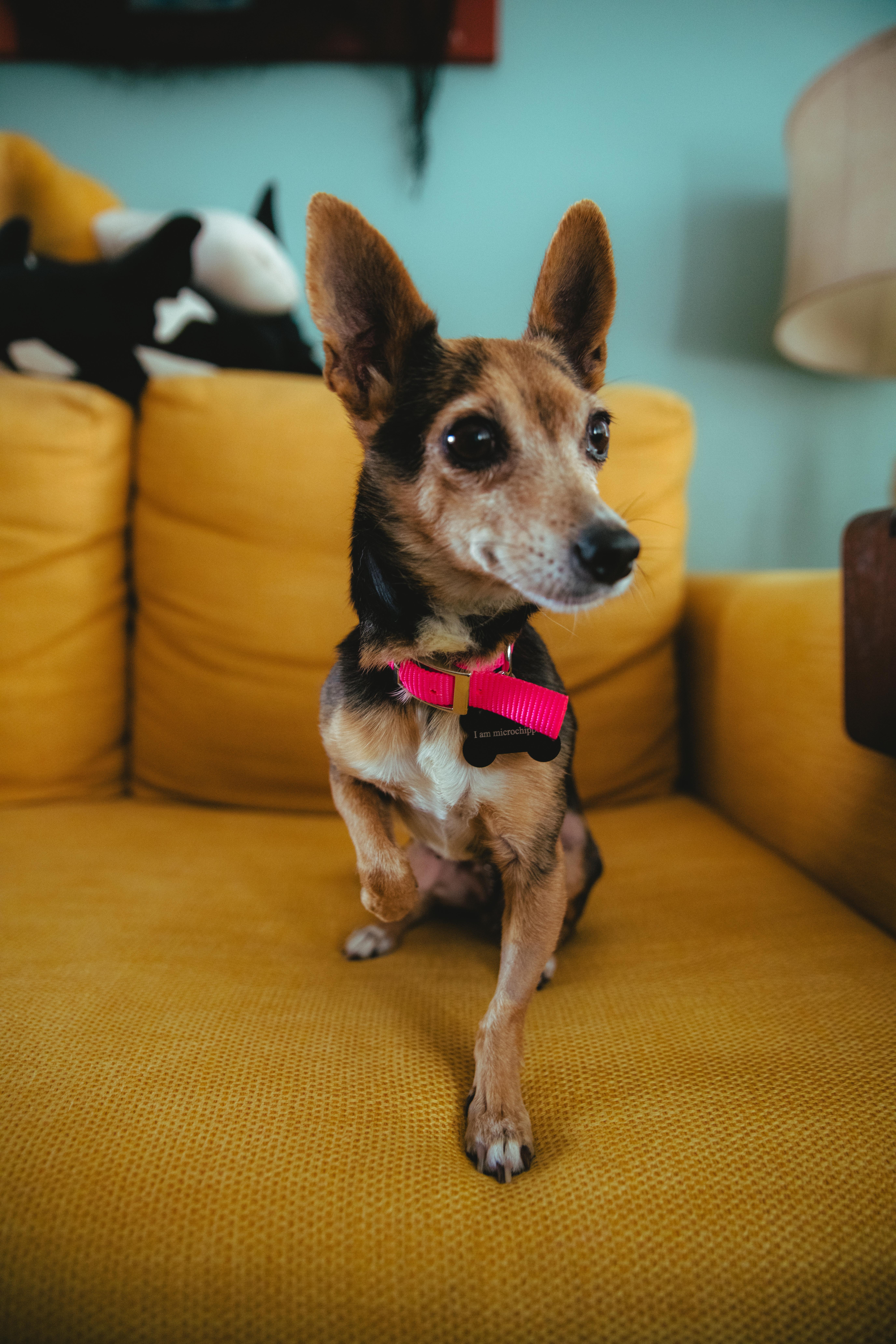 Giselle, a Adoptable mixed breed in West Hollywood, CA image 4/6