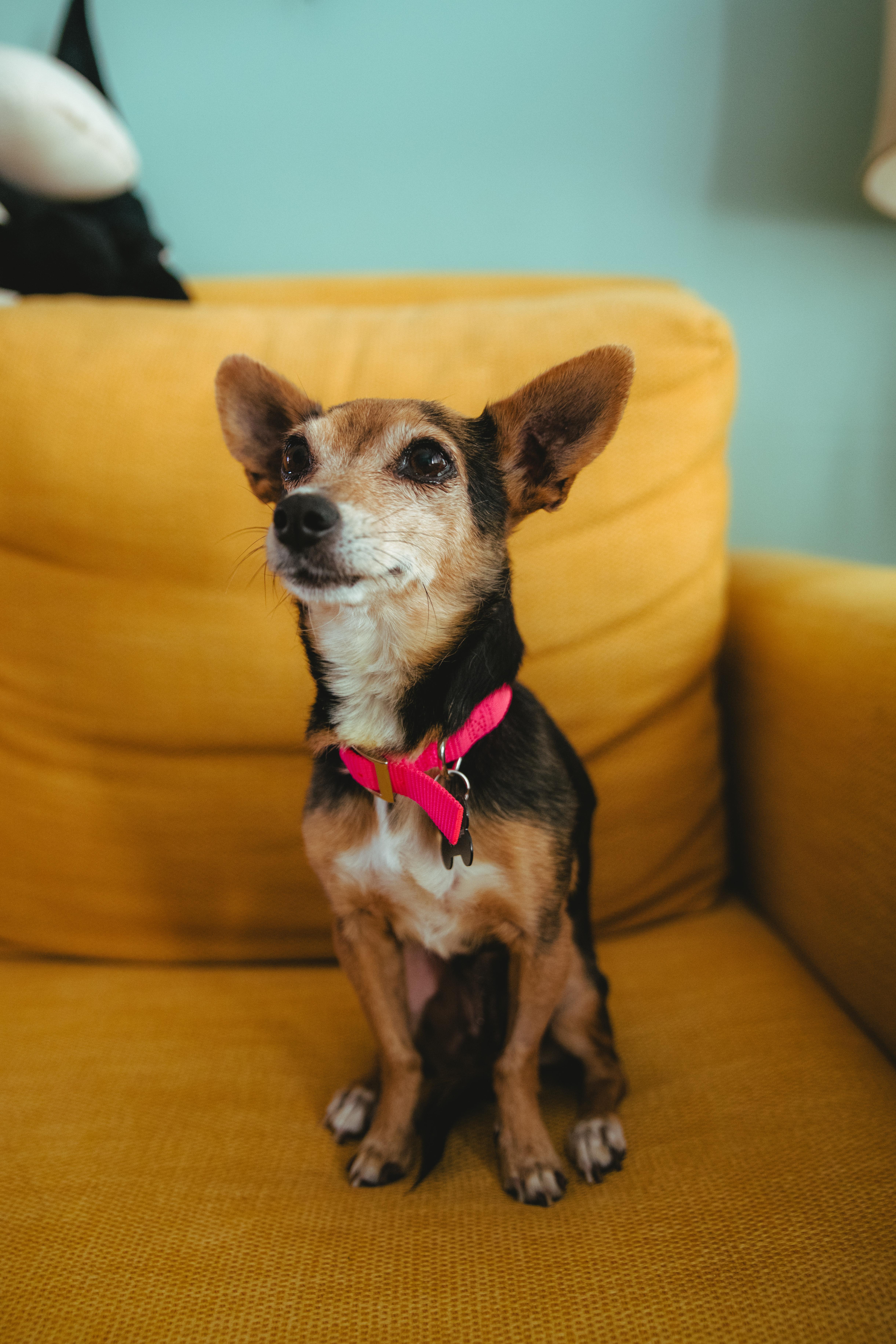 Giselle, a Adoptable mixed breed in West Hollywood, CA image 5/6