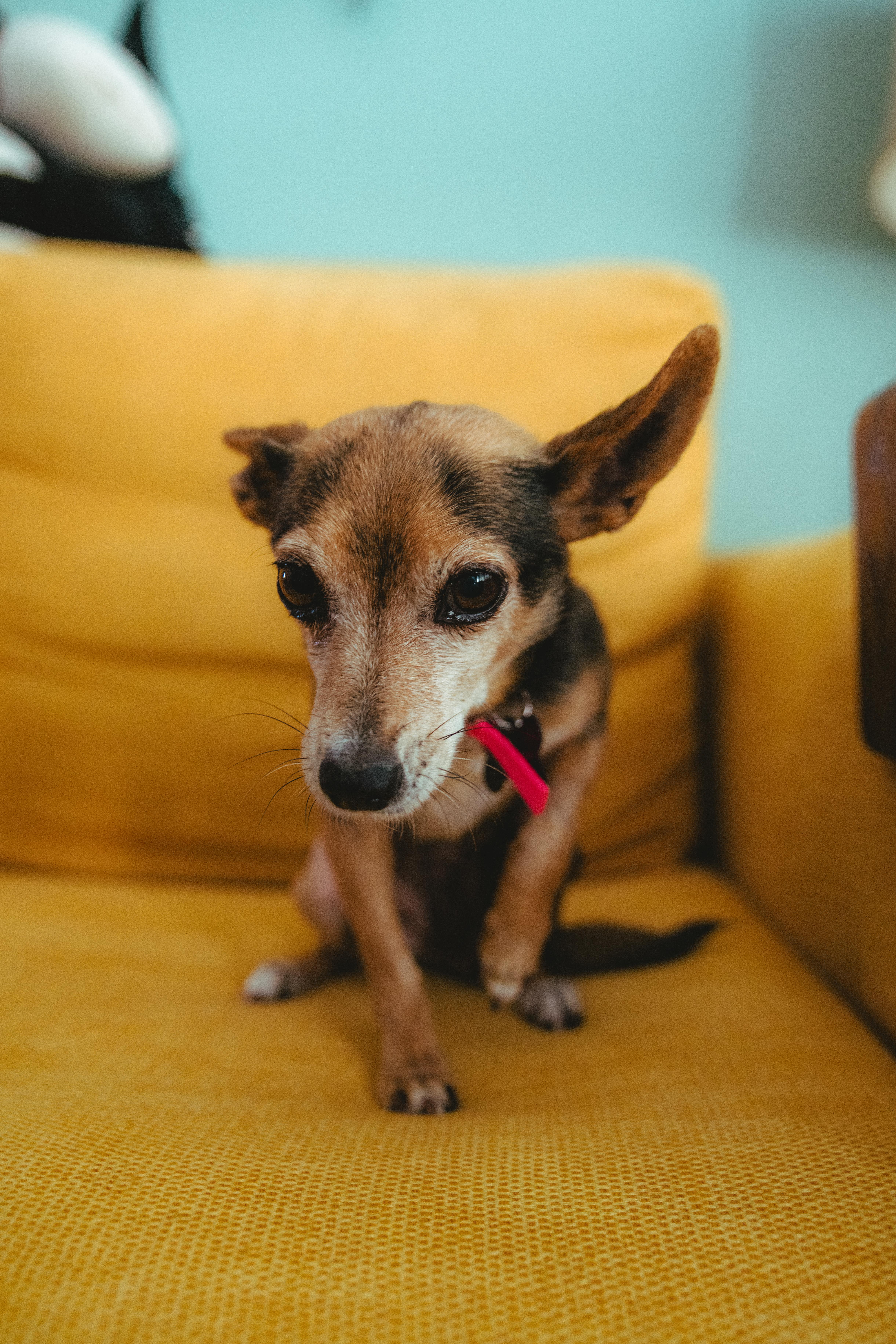 Giselle, a Adoptable mixed breed in West Hollywood, CA image 6/6