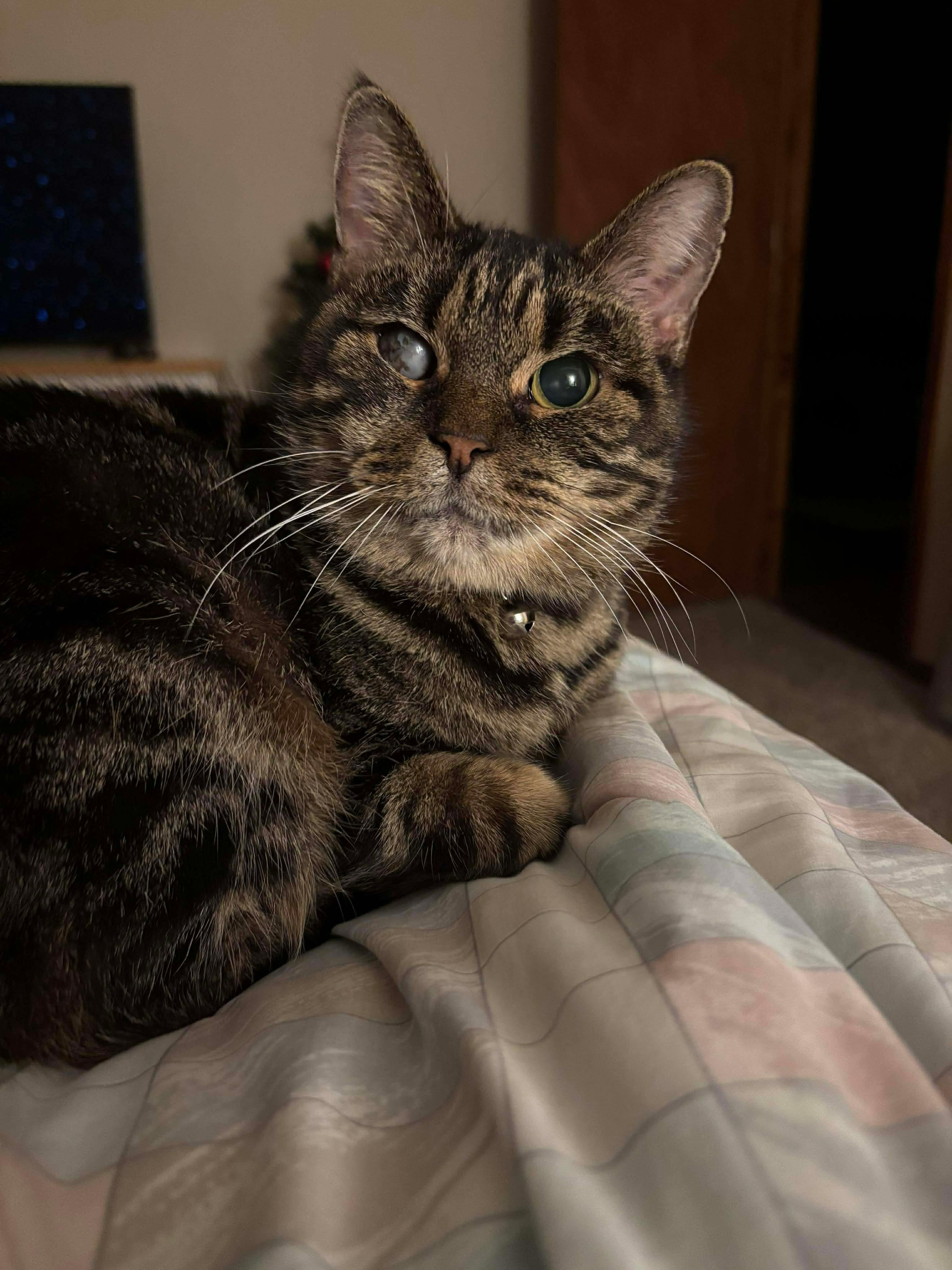 Emmy, ADOPTABLE, Young Female Domestic Short Hair.