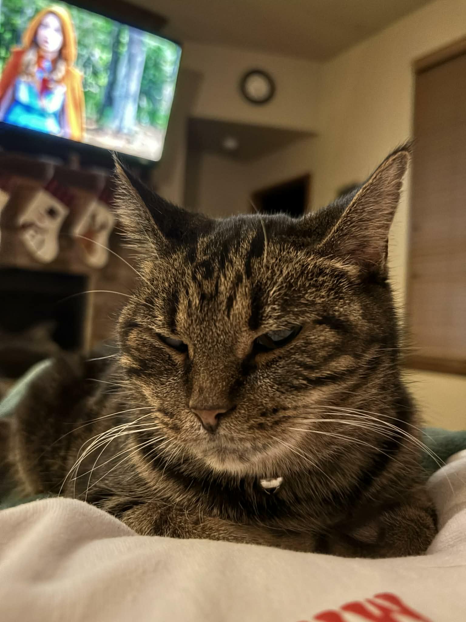 Enlarge Emmy, a ADOPTABLE Domestic Short Hair in Tuttle, OK image 1/3