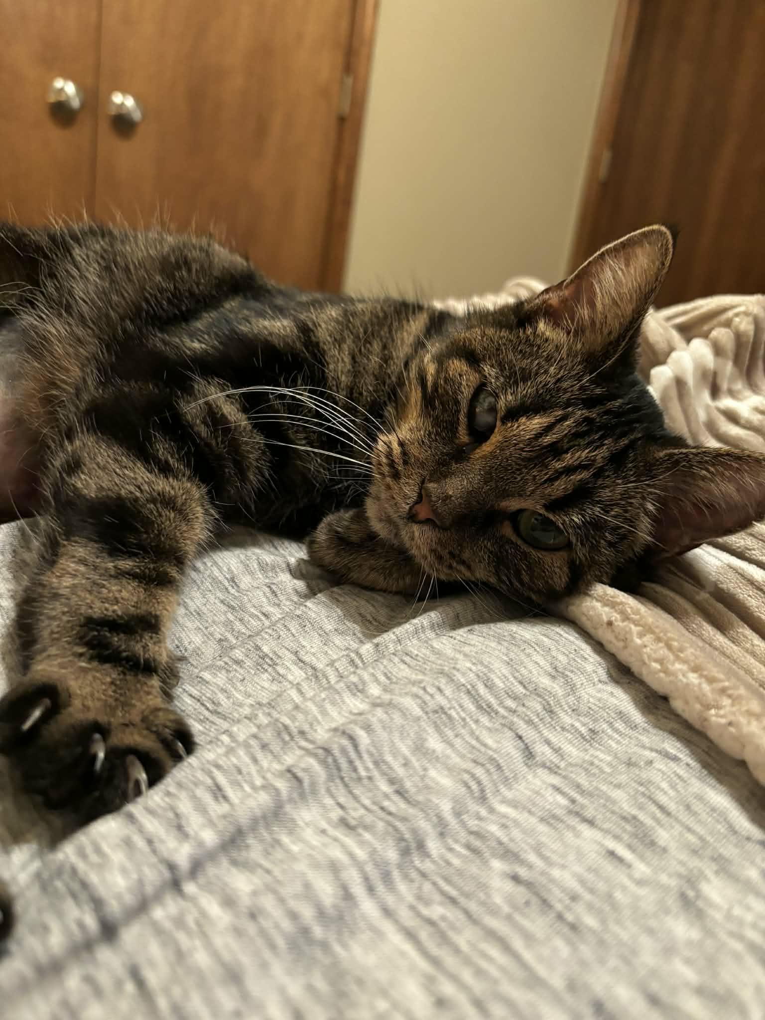 Enlarge Emmy, a ADOPTABLE Domestic Short Hair in Tuttle, OK image 2/3