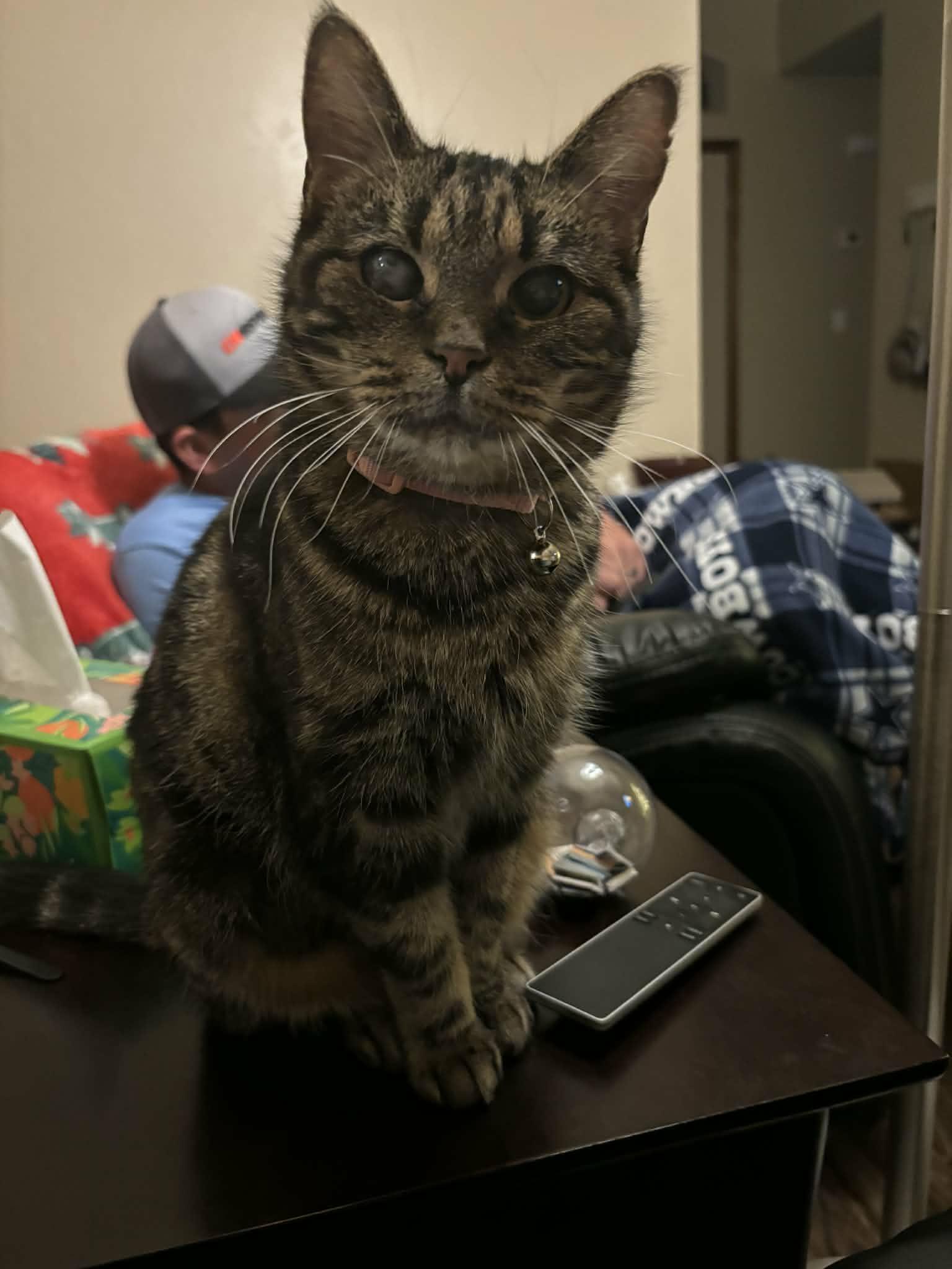 Enlarge Emmy, a ADOPTABLE Domestic Short Hair in Tuttle, OK image 3/3