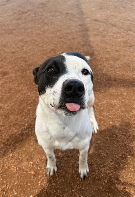 Enlarge DALIA, a Adoptable mixed breed in Killeen, TX image 1/1