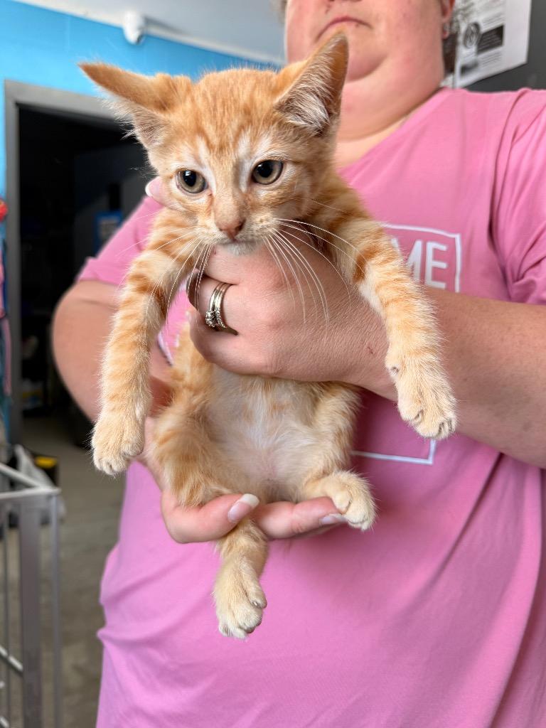 Bunny, Adoptable, Kitten Female Tabby.