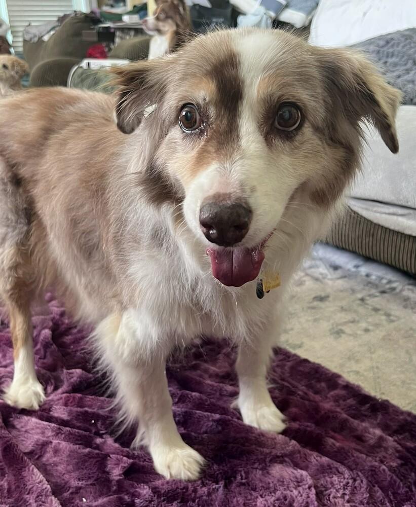Enlarge Casey #5259, a Adoptable Australian Shepherd in Nashville, TN image 1/5