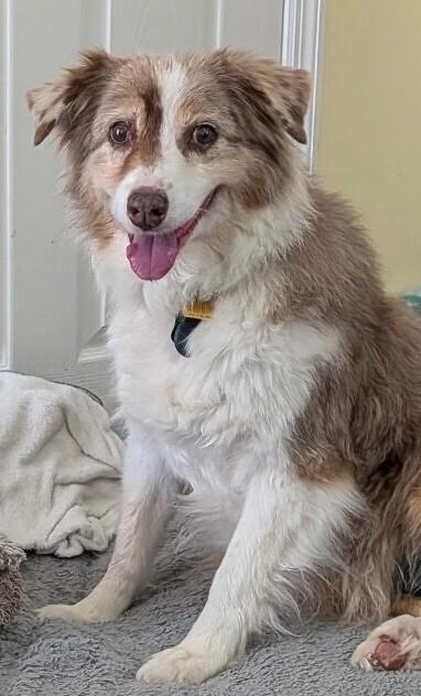 Enlarge Casey #5259, a Adoptable Australian Shepherd in Nashville, TN image 2/5