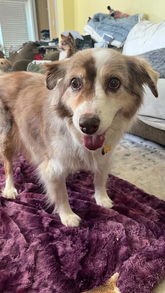 Enlarge Casey #5259, a Adoptable Australian Shepherd in Nashville, TN image 3/5