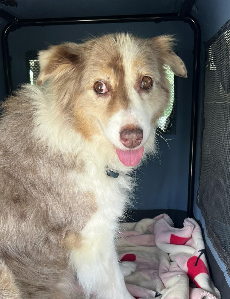 Enlarge Casey #5259, a Adoptable Australian Shepherd in Nashville, TN image 4/5