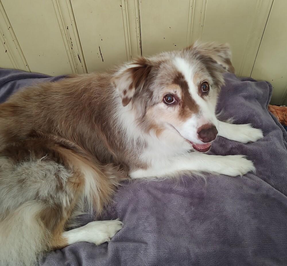 Enlarge Casey #5259, a Adoptable Australian Shepherd in Nashville, TN image 5/5