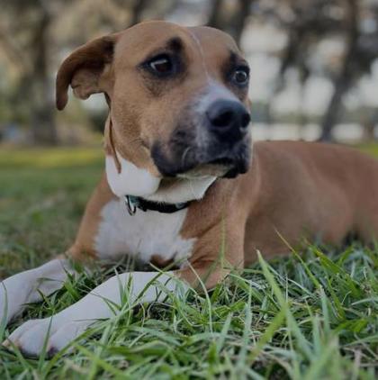 Enlarge Emma, a Adoptable mixed breed in Sanford, FL image 1/3