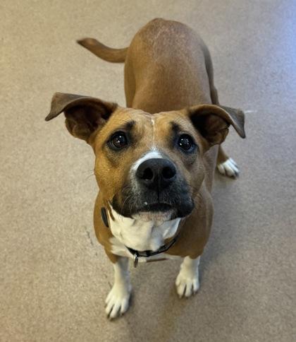 Emma, Adoptable, Adult Female Mixed Breed & Mixed Breed.