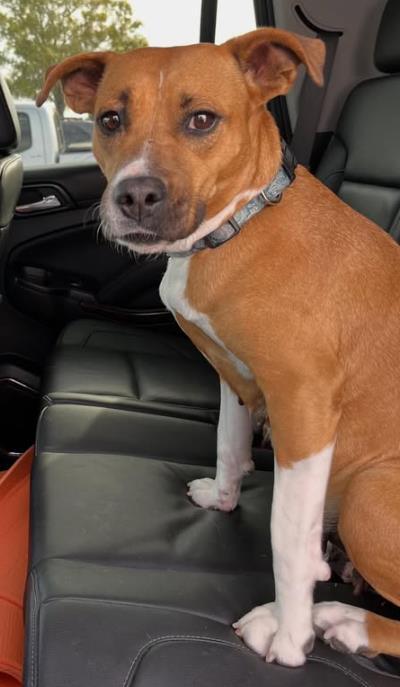 Enlarge Emma, a Adoptable mixed breed in Sanford, FL image 2/3