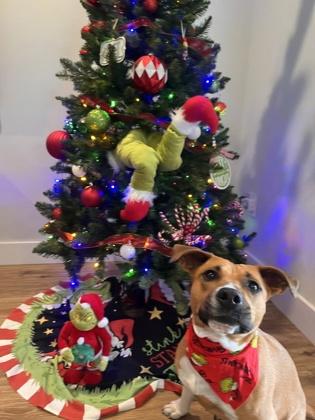 Enlarge Emma, a Adoptable mixed breed in Sanford, FL image 3/3