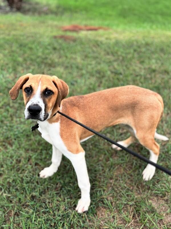 James Cagney, Adoptable, Puppy Male Boxer & Mixed Breed.