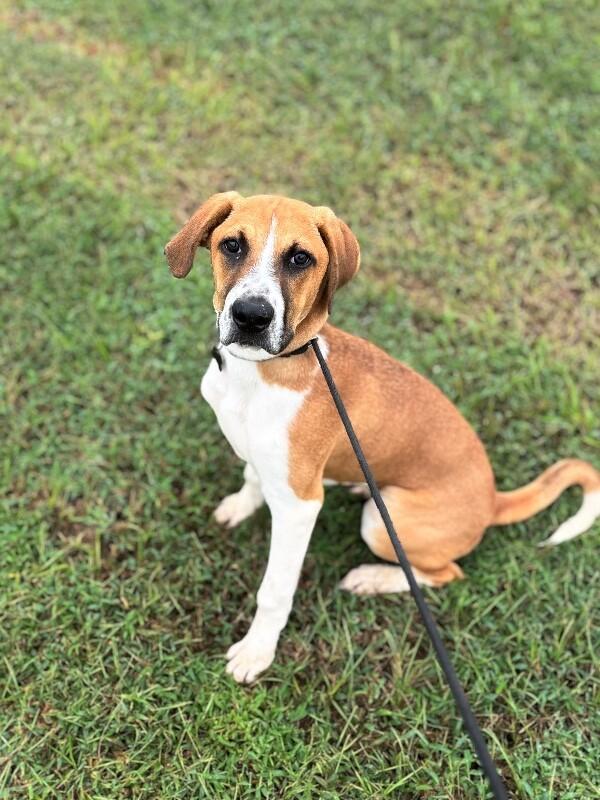 Enlarge James Cagney, a Adoptable mixed breed in Berkeley Heights, NJ image 2/6